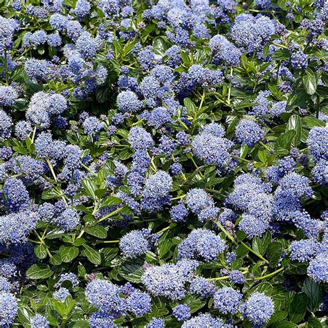 yankee point|yankee point ceanothus for sale.